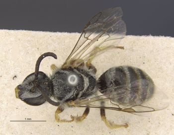 Media type: image;   Entomology 27432 Aspect: habitus dorsal view